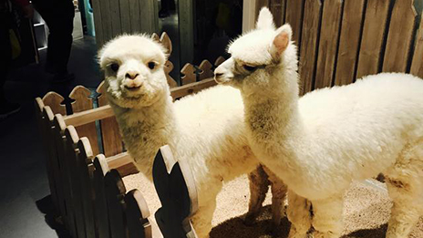 家居賣場開動物樂園，羊駝、土撥鼠等600只動物齊聚